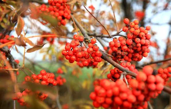 Picture autumn, red, Rowan