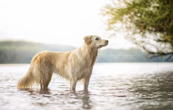 Nature, river, dog