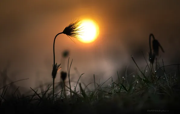 GRASS, ROSA, The SUN, FLOWERS