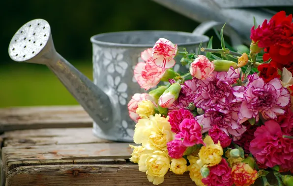 Flowers, lake, buds, carnation