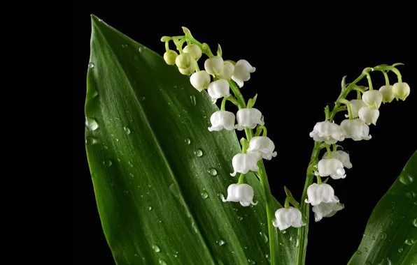 Picture leaves, drops, macro, flowers, spring, white, black background, buds