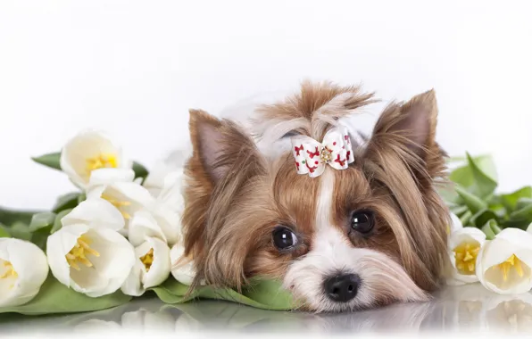 Flowers, muzzle, tulips, dog, bow, Yorkshire Terrier