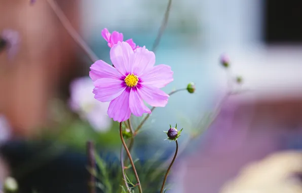 Flower, pink, petals