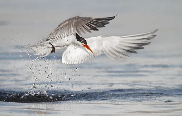 Picture squirt, bird, wings, hunting, tern