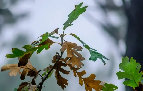 Autumn, leaves, branches