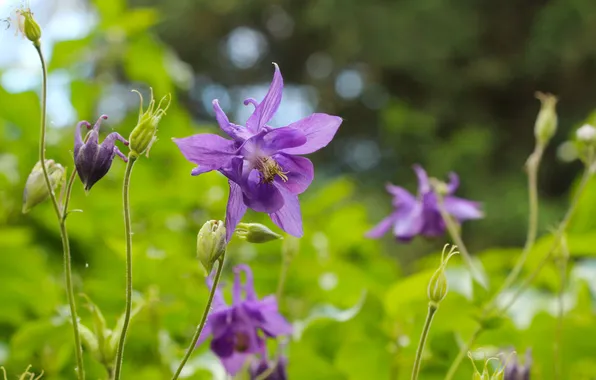 Garden, blooming, columbine