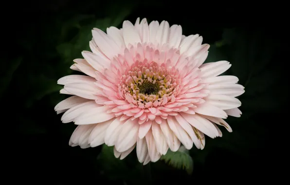 White, flower, nature, pink, gerbera