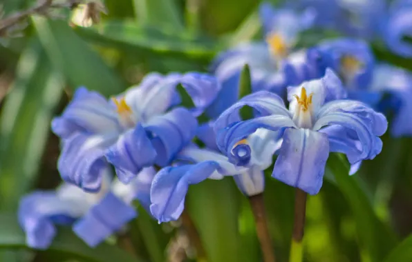 Macro, petals, Hionodoksa