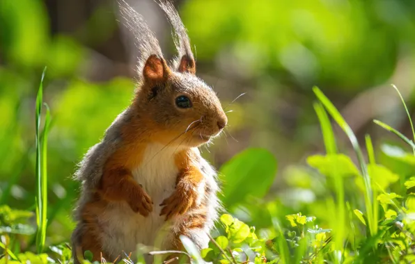 Grass, protein, red, Konstantin Dam