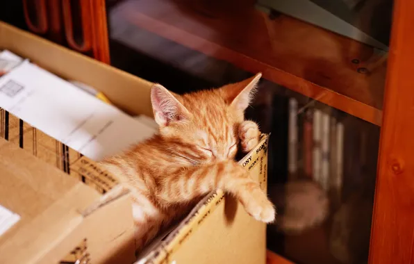 Cat, pose, kitty, box, books, sleep, legs, baby