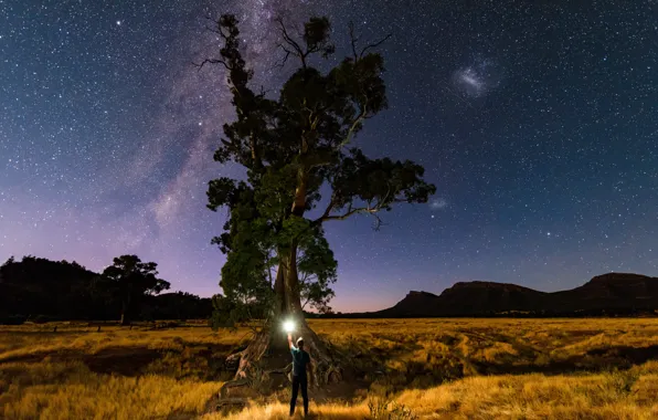 Stars, light, nature, tree, people, the milky way