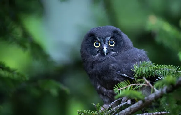 Picture look, branches, owl, bird, chick, bokeh, owlet, Tengmalm's owl