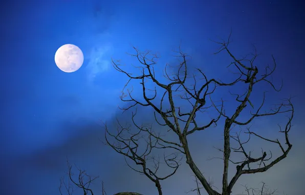 The sky, trees, night, branches, the moon