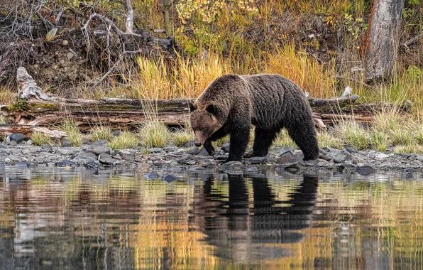 Autumn, grass, reflection, stones, shore, bear, bear, walk