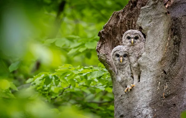 Picture leaves, birds, tree, owls, a couple, Chicks, owlets, twins