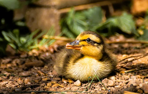 Leaves, stones, earth, chick, duck