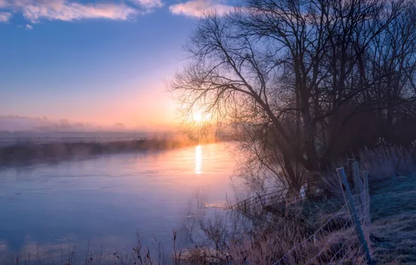 Picture trees, fog, river, morning, early spring