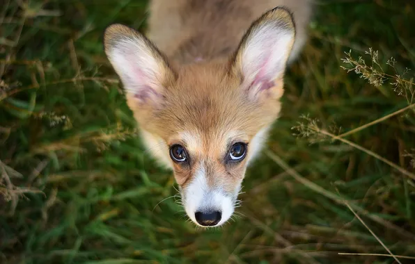 Grass, look, nature, pose, glade, dog, puppy, face