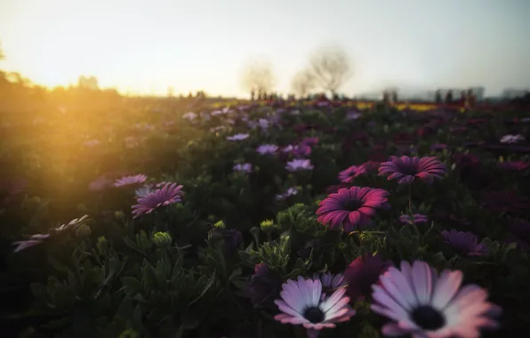 Picture field, flowers, morning