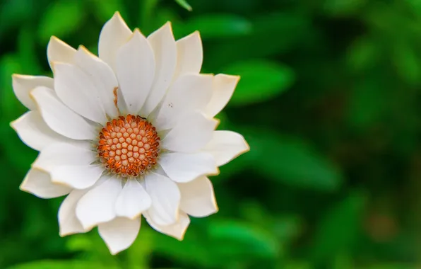 Flowers, petals, white