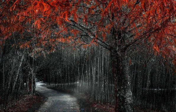 Picture road, autumn, trees