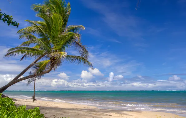 Sea, the sky, clouds, palm trees, island