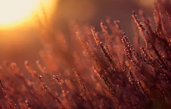 Picture the sun, flowers, branches, nature, glare, heat