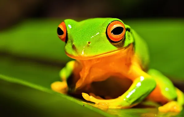 Eyes, nature, sheet, frog, amphibian