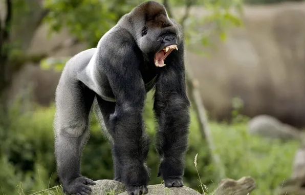 Africa, animal, wildlife, Eastern mountain gorilla