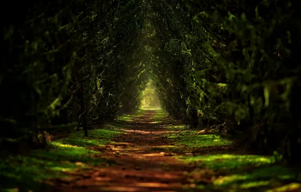 Green, Track, Forest, Forvard, Twigs