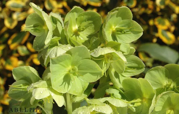 Drops, flowers, flowerbed, hellebore, Helleborus, green flowers