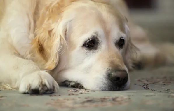 Stay, Golden Retriever, Golden Retriever