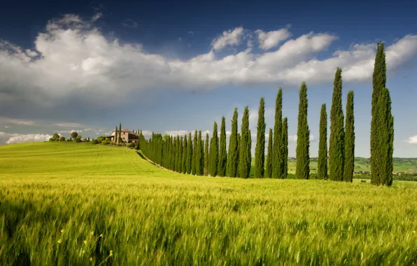 Field, the sky, trees, home, spring, Italy, Campagna