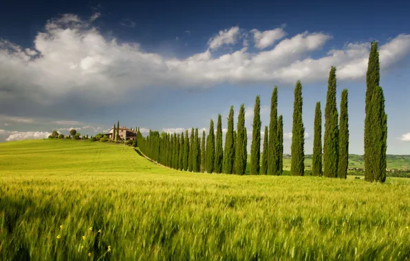 Picture field, the sky, trees, house, spring, Italy, Campagna