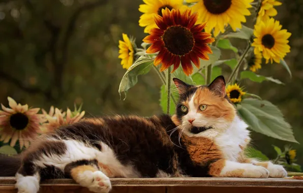 Cat, sunflowers, flowers, cat