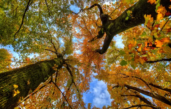 Autumn, the sky, leaves, trees, trunk