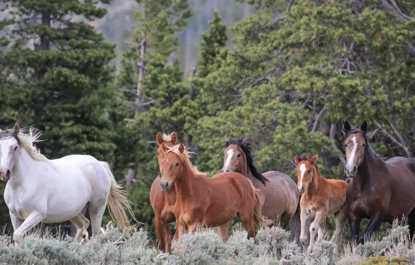 Picture forest, horses, horse, foal, wild horses