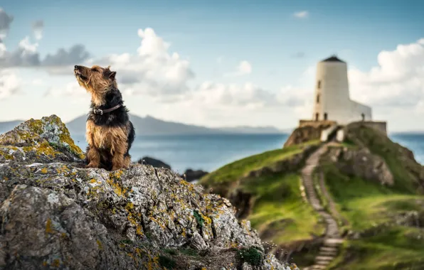 Picture coast, lighthouse, doggie, Wales, Anglesey