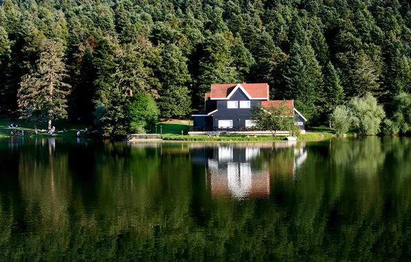 Picture forest, grass, trees, landscape, nature, lake, stay, pier