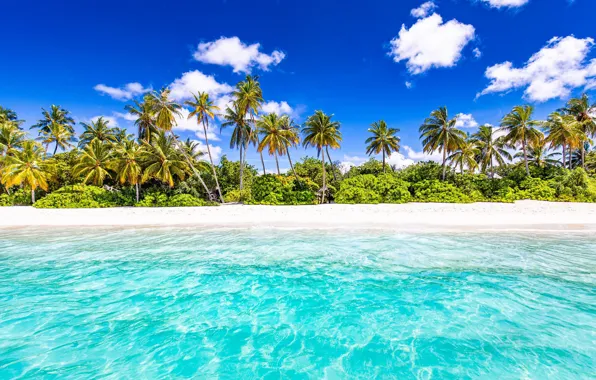 Picture beach, palm trees, the ocean, Seychelles, The Indian ocean