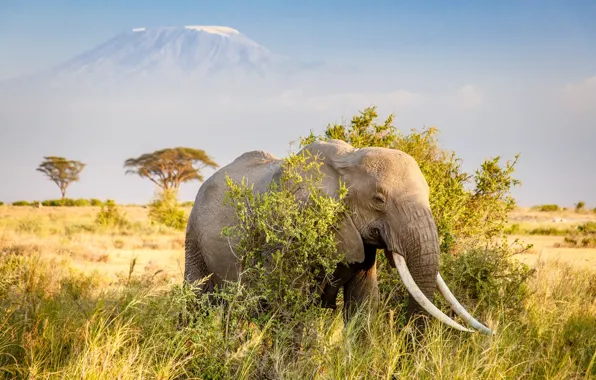 Picture elephant, mountain, Africa