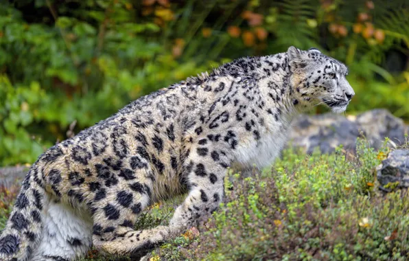 Autumn, nature, profile, IRBIS, snow leopard, walk, bokeh