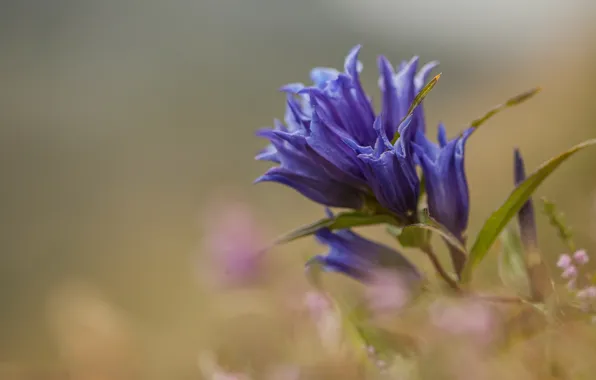 Picture leaves, flowers, background, blur, bells, field, lilac, bokeh