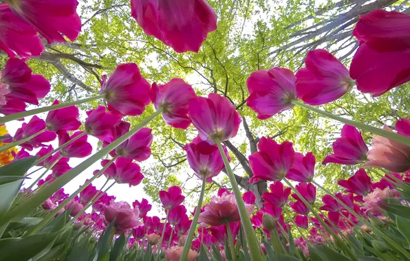 Greens, the sky, leaves, trees, flowers, branches, Park, stems