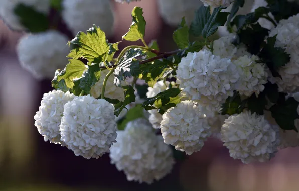 Leaves, light, flowers, Bush, spring, white, white, flowering