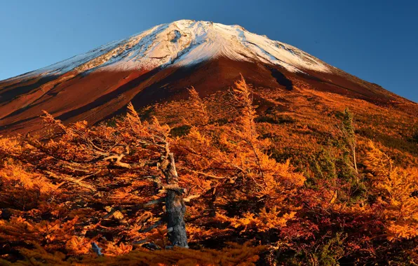 Autumn, the sky, trees, Japan, slope, mount Fuji