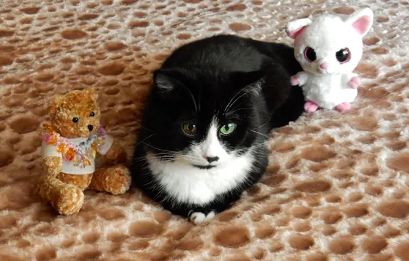 Animals, cat, look, widescreen, Wallpaper, toys, wallpaper, widescreen