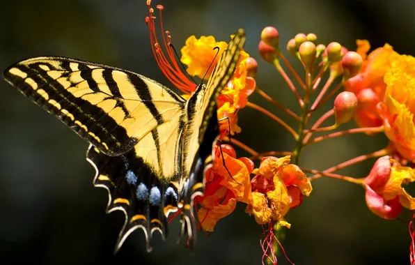Picture flower, nature, butterfly