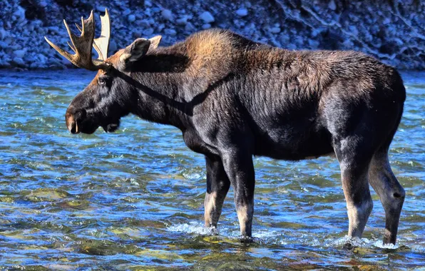 Nature, river, horns, moose