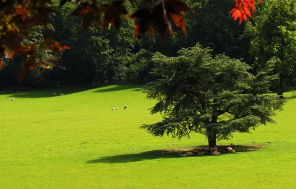 Picture trees, sheep, shadow, lawn